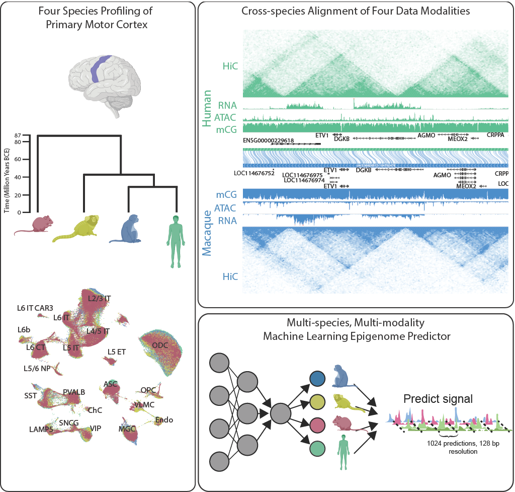 Nathan Zemke's and Ethan Armand's paper on comparative analysis of gene regulatory programs in mammalian primary motor cortex is published in Nature!